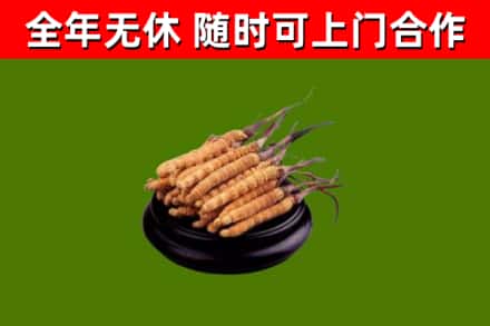 迭部县回收冬虫夏草