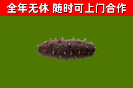 迭部县回收海参干